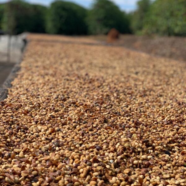 fazenda pinhal yellow bourbon photo