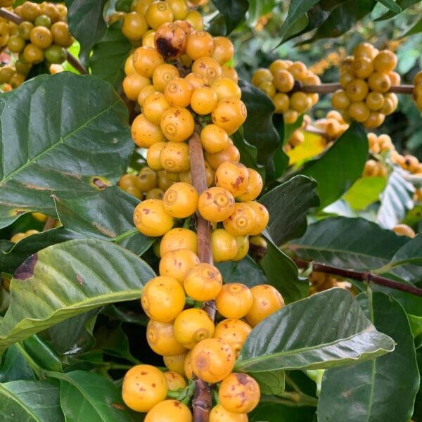 fazenda pinhal yellow bourbon coffee beans photo