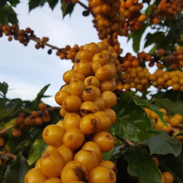 Santa Catarina coffee beans photo