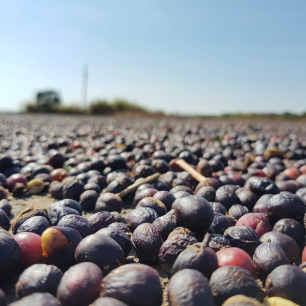 Sao Rafael photo coffee beans