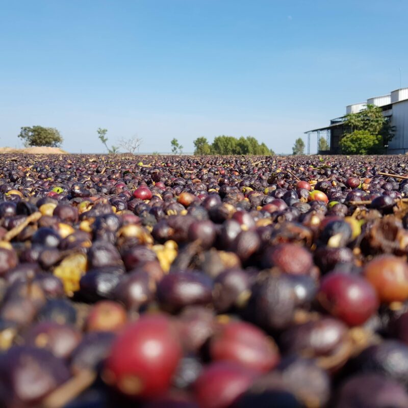 coffee beans